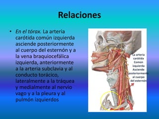 Relaciones
• En el tórax. La arteria
carótida común izquierda
asciende posteriormente
al cuerpo del esternón y a
la vena braquiocefálica
izquierda, anteriormente
a la arteria subclavia y al
conducto torácico,
lateralmente a la tráquea
y medialmente al nervio
vago y a la pleura y al
pulmón izquierdos
 