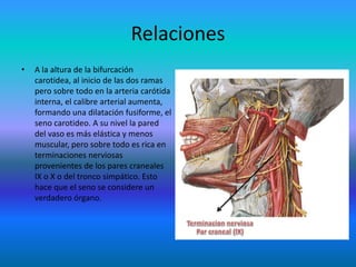 Relaciones
• A la altura de la bifurcación
carotidea, al inicio de las dos ramas
pero sobre todo en la arteria carótida
interna, el calibre arterial aumenta,
formando una dilatación fusiforme, el
seno carotideo. A su nivel la pared
del vaso es más elástica y menos
muscular, pero sobre todo es rica en
terminaciones nerviosas
provenientes de los pares craneales
IX o X o del tronco simpático. Esto
hace que el seno se considere un
verdadero órgano.
 