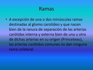 Ramas
• A excepción de una o dos minúsculas ramas
destinadas al glomo carotídeo y que nacen
bien de la ranura de separación de las arterias
carótidas interna y externa bien de una u otra
de dichas arterias en su origen (Princeteau),
las arterias carótidas comunes no dan ninguna
rama colateral.
 