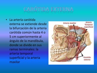 • La artería carótida
externa se extiende desde
la bifurcación de la arteria
carótida común hasta 4 o
5 cm superiormente al
ángulo de la mandíbula,
donde se divide en sus
ramas terminales: la
arteria temporal
superficial y la arteria
maxilar
 