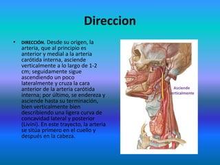 Direccion
• DIRECCIÓN. Desde su origen, la
arteria, que al principio es
anterior y medial a la arteria
carótida interna, asciende
verticalmente a lo largo de 1-2
cm; seguidamente sigue
ascendiendo un poco
lateralmente y cruza la cara
anterior de la arteria carótida
interna; por último, se endereza y
asciende hasta su terminación,
bien verticalmente bien
describiendo una ligera curva de
concavidad lateral y posterior
(Livíni). En este trayecto, la arteria
se sitúa primero en el cuello y
después en la cabeza.
 