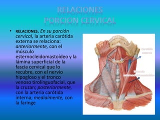 • RELACIONES. En su porción
cervical, la arteria carótida
externa se relaciona:
anteriormente, con el
músculo
esternocleidomastoídeo y la
lámina superficial de la
fascia cervical que lo
recubre, con el nervio
hipogloso y el tronco
venoso tirolínguofacial, que
la cruzan; posteriormente,
con la arteria carótida
interna; medialmente, con
la faringe
 