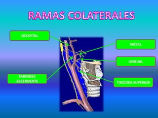 FARINGEA
ASCENDENTE
FACIAL
LINGUAL
TIROIDEA SUPERIOR
OCCIPITAL
 