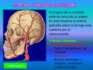 Se origina de la carótida
externa cerca de su origen.
En este trayecto la arteria
aplicada sobre la faringe esta
cubierta por el
esternocleido.
 Ramas Colaterales:
esternocleidomastoidea:
Parte ½ del borde ant. del
musculo.
laríngea sup:
Musculo tirohioideo y
laríngeos, mucosa del
vestíbulo laríngeo.Toroide superior
 