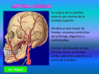 Art. lingual
Se origina de la carótida
externa por encima de la
tiroidea superior.
Paralela al asta mayor de
hioides, atraviesa constrictor
de la faringe, digastrico y
estilohioideo.
Cambia de dirección a nivel
del asta menor y va hacia
arriba, adelante y adentro a la
punta de la lengua.
 