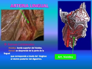  Ramas Colaterales
Hioidea:
Dorsal:
Art. hioidea
 