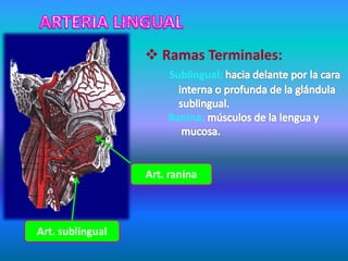 Art. ranina
Art. sublingual
 Ramas Terminales:
Sublingual:
Ranina:
 