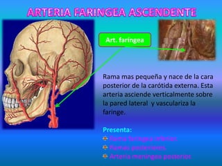 Art. faríngea
Rama mas pequeña y nace de la cara
posterior de la carótida externa. Esta
arteria asciende verticalmente sobre
la pared lateral y vasculariza la
faringe.
Presenta:
Rama faríngea inferior.
Ramas posteriores.
Arteria meningea posterior.
 