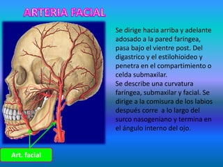 Art. facial
Se dirige hacia arriba y adelante
adosado a la pared faríngea,
pasa bajo el vientre post. Del
digastrico y el estilohioideo y
penetra en el compartimiento o
celda submaxilar.
Se describe una curvatura
faríngea, submaxilar y facial. Se
dirige a la comisura de los labios
después corre a lo largo del
surco nasogeniano y termina en
el ángulo interno del ojo.
 