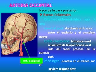 Art. occipital
Nace de la cara posterior.
 Ramas Colaterales
Esternocleidomastoideo sup y
una
cervical post:
Estilo mastoideo:
Meningea:
 