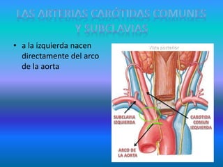 • a la izquierda nacen
directamente del arco
de la aorta
 