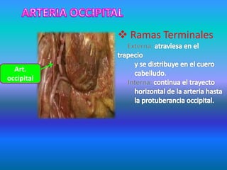  Ramas Terminales
Art.
occipital
 