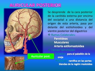 Auricular post.
Se desprende de la cara posterior
de la carótida externa por encima
del occipital a una distancia del
origen de esta arteria, pasa por
delante del estilohioideo y del
vientre posterior del digastrico
 