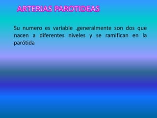 Su numero es variable .generalmente son dos que
nacen a diferentes niveles y se ramifican en la
parótida
 