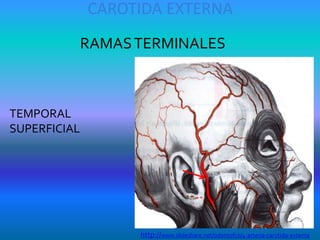 CAROTIDA EXTERNA
RAMASTERMINALES
TEMPORAL
SUPERFICIAL
http://www.slideshare.net/odontofco/4-arteria-carotida-externa
 