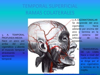TEMPORAL SUPERFICIAL
RAMAS COLATERALES
A. TRANSVERSAL
DE LA CARA
Nace a nivel del
cuello del condilo
se dirige por el
arco cigomatico
y termina en la
mejilla.
2. A. CIGOMATOMALAR
Se desprende del arco
cigomatico hacia
adelante por encima del
arco y termina en la
parte externa del
orbicular de los
parpados.
3. A. TEMPORAL
PROFUNDA MEDIA
Nace un poco por
arriba del arco
cigomático y aborda
el musculo temporal
atravesando la
aponeurosis
temporal.
http://www.slideshare.net/odontofco/4-arteria-carotida-externa
 
