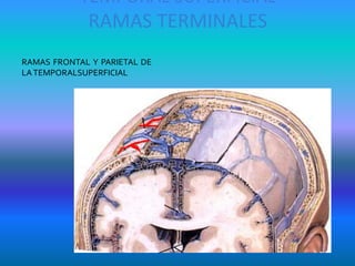 TEMPORAL SUPERFICIAL
RAMAS TERMINALES
RAMAS FRONTAL Y PARIETAL DE
LATEMPORALSUPERFICIAL
 