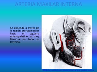 ARTERIA MAXILAR INTERNA
Se extiende a través de
la región pterigomaxilar
hasta el agujero
esfenopalatino, es muy
flexuosa en todo su
trayecto.
http://www.slideshare.net/odontofco/4-arteria-carotida-externa
 