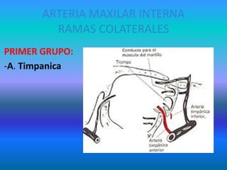 ARTERIA MAXILAR INTERNA
RAMAS COLATERALES
PRIMER GRUPO:
-A. Timpanica
 