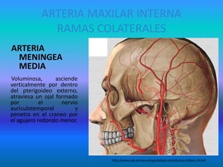 ARTERIA MAXILAR INTERNA
RAMAS COLATERALES
ARTERIA
MENINGEA
MEDIA
Voluminosa, asciende
verticalmente por dentro
del pterigoideo externo,
atraviesa un ojal formado
por el nervio
auriculotemporal y
penetra en el craneo por
el agujero redondo menor.
http://www.iqb.es/neurologia/atlas/carotida/carotida02.htm#
 