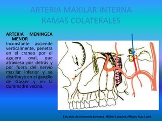 ARTERIA MAXILAR INTERNA
RAMAS COLATERALES
ARTERIA MENINGEA
MENOR
Inconstante asciende
verticalmente, penetra
en el craneo por el
agujero oval, que
atraviesa por detrás y
por fuera del nervio
maxilar inferior y se
distribuye en el ganglio
de Gasser y en la
duramadre vecina.
Extraido de Anatomia humana Michel Latarjet,Alfredo Ruiz Liard
 