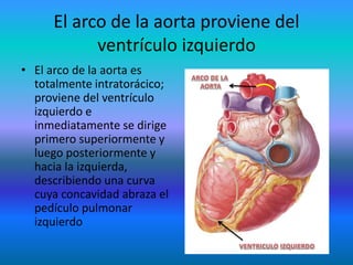 El arco de la aorta proviene del
ventrículo izquierdo
• El arco de la aorta es
totalmente intratorácico;
proviene del ventrículo
izquierdo e
inmediatamente se dirige
primero superiormente y
luego posteriormente y
hacia la izquierda,
describiendo una curva
cuya concavidad abraza el
pedículo pulmonar
izquierdo
 