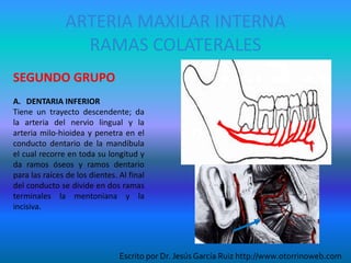 ARTERIA MAXILAR INTERNA
RAMAS COLATERALES
SEGUNDO GRUPO
A. DENTARIA INFERIOR
Tiene un trayecto descendente; da
la arteria del nervio lingual y la
arteria milo-hioidea y penetra en el
conducto dentario de la mandíbula
el cual recorre en toda su longitud y
da ramos óseos y ramos dentario
para las raíces de los dientes. Al final
del conducto se divide en dos ramas
terminales la mentoniana y la
incisiva.
Escrito por Dr. Jesús García Ruiz http://www.otorrinoweb.com
 