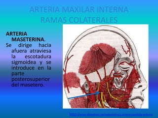 ARTERIA MAXILAR INTERNA
RAMAS COLATERALES
ARTERIA
MASETERINA.
Se dirige hacia
afuera atraviesa
la escotadura
sigmoidea y se
introduce en la
parte
posterosuperior
del masetero.
http://www.slideshare.net/odontofco/4-arteria-carotida-externa
 