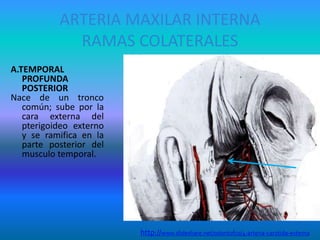 ARTERIA MAXILAR INTERNA
RAMAS COLATERALES
A.TEMPORAL
PROFUNDA
POSTERIOR
Nace de un tronco
común; sube por la
cara externa del
pterigoideo externo
y se ramifica en la
parte posterior del
musculo temporal.
http://www.slideshare.net/odontofco/4-arteria-carotida-externa
 