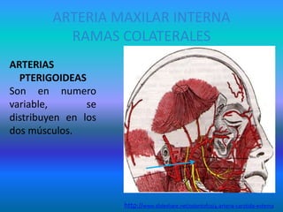 ARTERIA MAXILAR INTERNA
RAMAS COLATERALES
ARTERIAS
PTERIGOIDEAS
Son en numero
variable, se
distribuyen en los
dos músculos.
http://www.slideshare.net/odontofco/4-arteria-carotida-externa
 