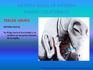 ARTERIA MAXILAR INTERNA
RAMAS COLATERALES
TERCER GRUPO
ARTERIA BUCAL
Se dirige hacia el buccinador y se
ramifica en las partes blandas
de la mejilla.
http://www.slideshare.net/odontofco/4-arteria-carotida-externa
 
