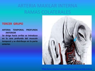 ARTERIA MAXILAR INTERNA
RAMAS COLATERALES
TERCER GRUPO
ARTERIA TEMPORAL PROFUNDA
ANTERIOR
Se dirige hacia arriba se introduce
en la cara profunda del musculo
temporal y se distribuye en la parte
anterior.
http://www.slideshare.net/odontofco/4-arteria-carotida-externa
 