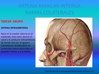 ARTERIA MAXILAR INTERNA
RAMAS COLATERALES
TERCER GRUPO
ARTERIA INFRAORBITARIA
Nace en la maxilar interna en el
trasfondo. Esta rama recorre el
canal y el conducto infraorbitarios,
de donde sale por el agujero
suborbitario, dividiéndose en
numerosas ramas destinadas al
parpado inferior y a la mejilla.
http://#www.iqb.es/neurologia/atlas/carotida/carotida02.htm
 