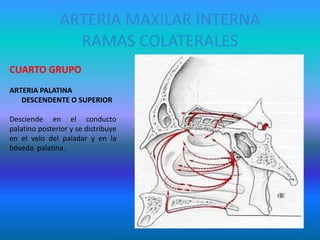 ARTERIA MAXILAR INTERNA
RAMAS COLATERALES
CUARTO GRUPO
ARTERIA PALATINA
DESCENDENTE O SUPERIOR
Desciende en el conducto
palatino posterior y se distribuye
en el velo del paladar y en la
bóveda palatina.
 