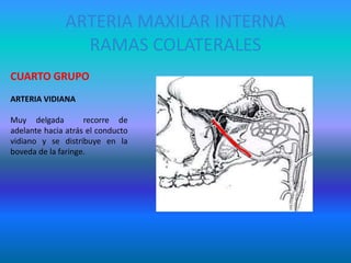 ARTERIA MAXILAR INTERNA
RAMAS COLATERALES
CUARTO GRUPO
ARTERIA VIDIANA
Muy delgada recorre de
adelante hacia atrás el conducto
vidiano y se distribuye en la
boveda de la faringe.
 
