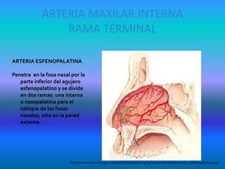 ARTERIA MAXILAR INTERNA
RAMA TERMINAL
ARTERIA ESFENOPALATINA
Penetra en la fosa nasal por la
parte inferior del agujero
esfenopalatino y se divide
en dos ramas: una interna
o nasopalatina para el
tabique de las fosas
nasales; otra en la pared
externa.
http://www.neurocirugia.com/wiki/lib/exe/fetch.php?cache=&media=arteria_esfenopalatina.jpg
 