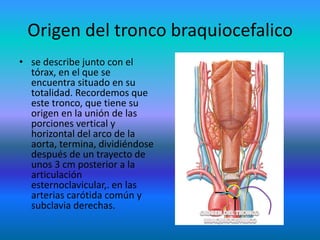 Origen del tronco braquiocefalico
• se describe junto con el
tórax, en el que se
encuentra situado en su
totalidad. Recordemos que
este tronco, que tiene su
origen en la unión de las
porciones vertical y
horizontal del arco de la
aorta, termina, dividiéndose
después de un trayecto de
unos 3 cm posterior a la
articulación
esternoclavicular,. en las
arterias carótida común y
subclavia derechas.
 