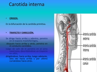 Carotida interna
• ORIGEN.
En la bifurcación de la carótida primitiva.
• TRAYECTO Y DIRECCIÓN.
Se dirige hacia arriba y adentro, penetra
en el espacio maxilofaríngeo,
después hacia arriba y atrás, penetra en
el conducto carotídeo,
luego de salir de el penetra en el seno
cavernoso, describiéndose un trayecto
en sifón,
dirigiéndose, hacia arriba, luego adelante,
otra vez hacia arriba y por ultimo
curvándose hacia atrás.
 