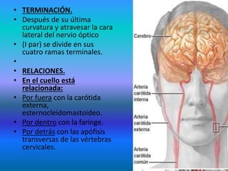 • TERMINACIÓN.
• Después de su última
curvatura y atravesar la cara
lateral del nervio óptico
• (I par) se divide en sus
cuatro ramas terminales.
•
• RELACIONES.
• En el cuello está
relacionada:
• Por fuera con la carótida
externa,
esternocleidomastoideo.
• Por dentro con la faringe.
• Por detrás con las apófisis
transversas de las vértebras
cervicales.
 
