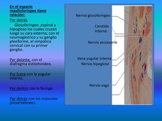 En el espacio
maxilofaríngeo tiene
relación:
Por detrás
Glosofaríngeo ,espinal y
hipogloso los cuales cruzan
luego su cara externa; con el
neumogástrico y su ganglio
plexiforme, el simpático
cervical con su primer
ganglio.
Por delante, con el
diafragma estilohioideo.
Por fuera con la yugular
interna.
Por dentro con la faringe.
Por detrás con los músculos
prevertebrales.
Nervio glosofaringeo
Carotida
interna
Vena yugular interna
Nervio vago
Nervio acccesorio
Nervio hipogloso
 