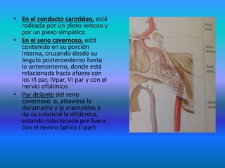 • En el conducto carotídeo, está
rodeada por un plexo venoso y
por un plexo simpático
• En el seno cavernoso, está
contenido en su porción
interna, cruzando desde su
ángulo posteroexterno hasta
lo anterointerno, donde está
relacionada hacia afuera con
los III par, IVpar, VI par y con el
nervio oftálmico.
• Por delante del seno
cavernoso o, atraviesa la
duramadre y la aracnoides y
da su colateral la oftálmica,
estando relacionada por fuera
con el nervio óptico (I par).
 