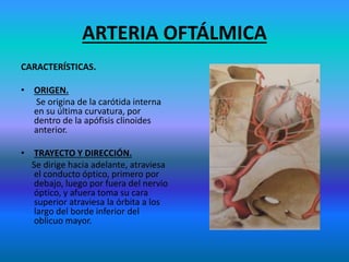 ARTERIA OFTÁLMICA
CARACTERÍSTICAS.
• ORIGEN.
Se origina de la carótida interna
en su última curvatura, por
dentro de la apófisis clinoides
anterior.
• TRAYECTO Y DIRECCIÓN.
Se dirige hacia adelante, atraviesa
el conducto óptico, primero por
debajo, luego por fuera del nervio
óptico, y afuera toma su cara
superior atraviesa la órbita a los
largo del borde inferior del
oblicuo mayor.
 