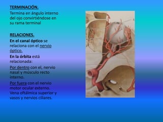TERMINACIÓN.
Termina en ángulo interno
del ojo convirtiéndose en
su rama terminal
RELACIONES.
En el canal óptico se
relaciona con el nervio
óptico.
En la órbita está
relacionada:
Por dentro con el, nervio
nasal y músculo recto
interno.
Por fuera con el nervio
motor ocular externo.
Vena oftálmica superior y
vasos y nervios ciliares.
 