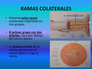 RAMAS COLATERALES
• Presenta ocho ramas
colaterales repartidas en
tres grupos:
• El primer grupo con dos
arterias, nace por debajo
del nervio óptico:
• La arteria central de la
retina, penetra en el
nervio óptico, irriga la
retina.
A. Central de la retina
 