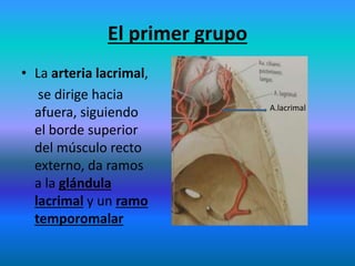 El primer grupo
• La arteria lacrimal,
se dirige hacia
afuera, siguiendo
el borde superior
del músculo recto
externo, da ramos
a la glándula
lacrimal y un ramo
temporomalar
A.lacrimal
 