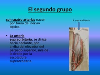 El segundo grupo
con cuatro arterias nacen
por fuera del nervio
óptico.
• La arteria
supraorbitaria, se dirige
hacia adelante, por
arriba del elevador del
párpado superior, sale de
la órbita por la
escotadura
supraorbitaria.
A. supraorbitaria
 