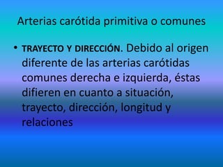 Arterias carótida primitiva o comunes
• TRAYECTO Y DIRECCIÓN. Debido al origen
diferente de las arterias carótidas
comunes derecha e izquierda, éstas
difieren en cuanto a situación,
trayecto, dirección, longitud y
relaciones
 