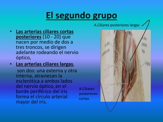 El segundo grupo
• Las arterias ciliares cortas
posteriores (10 - 20) que
nacen por medio de dos a
tres troncos, se dirigen
adelante rodeando el nervio
óptico,
• Las arterias ciliares largas,
son dos: una externa y otra
interna, atraviesan la
esclerótica a ambos lados
del nervio óptico, en el
borde periférico del iris
forma el círculo arterial
mayor del iris.
A.Ciliares posteriores largas
A.Ciliares
posteriores
cortas
 