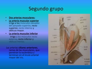 Segundo grupo
• Dos arterias musculares:
• La arteria muscular superior
irriga a los músculos elevador
del párpado superior, recto
superior, recto interno y
oblicuo mayor.
• La arteria muscular inferior
irriga a los músculos recto
externo, recto inferior y
oblicuo menor.
Las arterias ciliares anteriores,
ramas de las musculares, que
penetran la esclerótica y
terminan en el írculo arterial
mayor del iris.
 