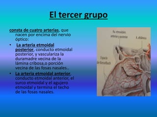 El tercer grupo
consta de cuatro arterias, que
nacen por encima del nervio
óptico:
• La arteria etmoidal
posterior, conducto etmoidal
posterior, y vasculariza la
duramadre vecina de la
lámina cribosa,o porción
vecina de las fosas nasales..
• La arteria etmoidal anterior,
conducto etmoidal anterior, el
surco etmoidal y el agujero
etmoidal y termina el techo
de las fosas nasales.
 